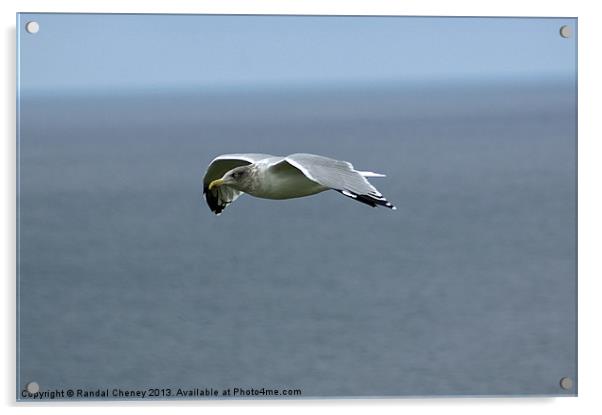 Seagull in flight Acrylic by Randal Cheney
