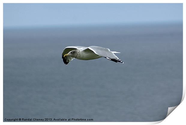 Seagull in flight Print by Randal Cheney