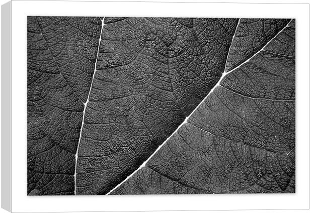 Black and white leaf Canvas Print by Tracy Hughes