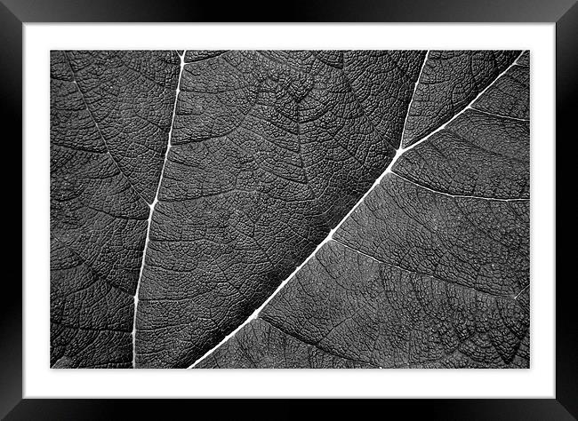 Black and white leaf Framed Print by Tracy Hughes