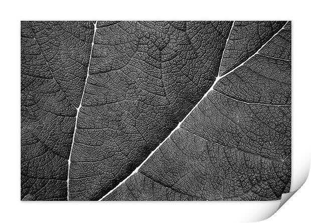 Black and white leaf Print by Tracy Hughes