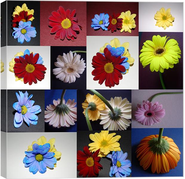 Various flowers in different poses. Canvas Print by Tracy Hughes