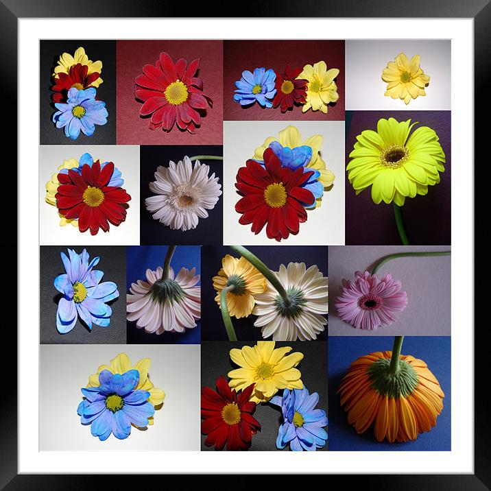 Various flowers in different poses. Framed Mounted Print by Tracy Hughes