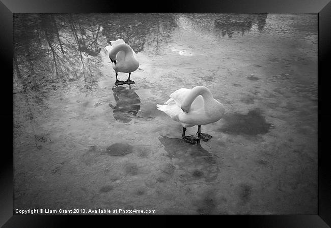 Swans standing on the frozen water. Lynford Lakes  Framed Print by Liam Grant