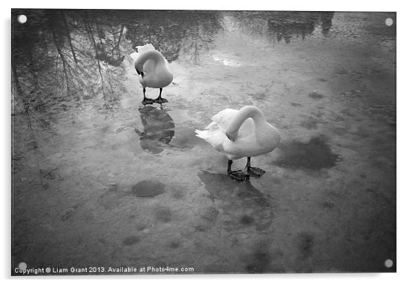 Swans standing on the frozen water. Lynford Lakes  Acrylic by Liam Grant