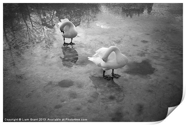 Swans standing on the frozen water. Lynford Lakes  Print by Liam Grant