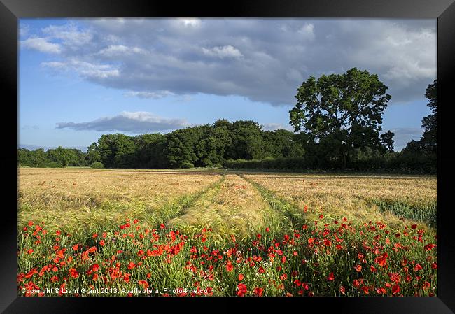 Barley and poppies. Narford, Norfolk, UK in Summer Framed Print by Liam Grant