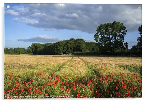Barley and poppies. Narford, Norfolk, UK in Summer Acrylic by Liam Grant