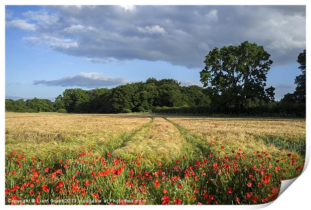 Barley and poppies. Narford, Norfolk, UK in Summer Print by Liam Grant