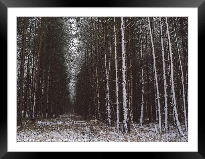 Pine trees in snow. Santon Downham, Norfolk, UK. Framed Mounted Print by Liam Grant