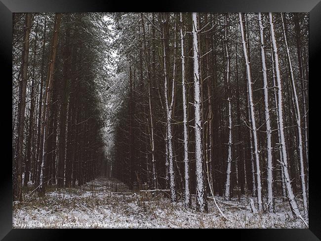 Pine trees in snow. Santon Downham, Norfolk, UK. Framed Print by Liam Grant