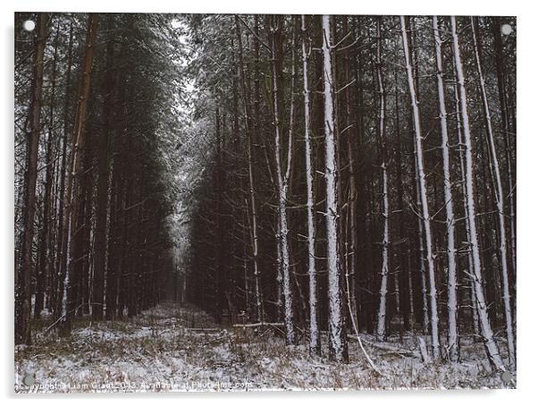 Pine trees in snow. Santon Downham, Norfolk, UK. Acrylic by Liam Grant
