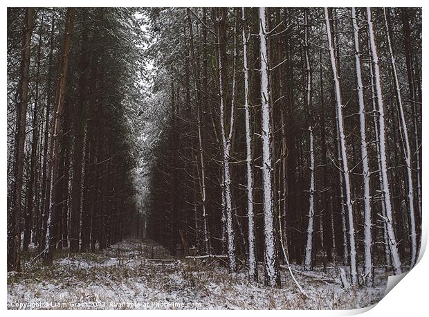 Pine trees in snow. Santon Downham, Norfolk, UK. Print by Liam Grant
