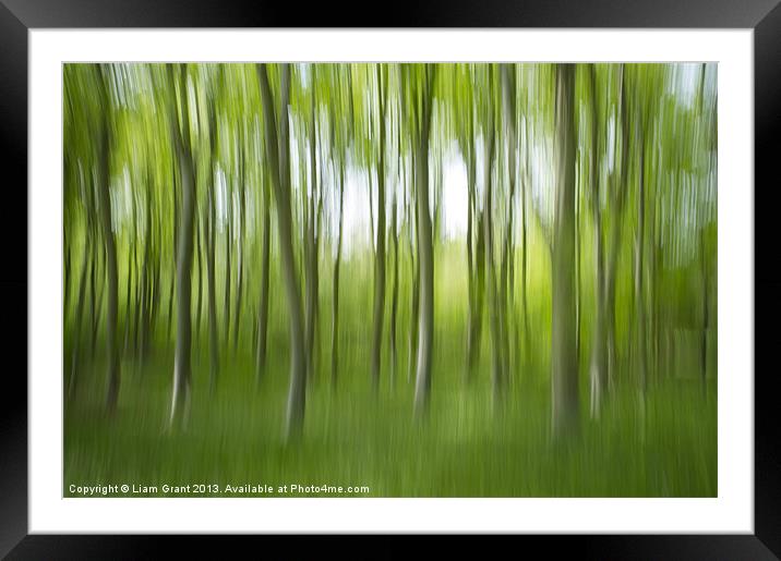 Abstract of Beech trees (Fagus sylvatica), Norfolk Framed Mounted Print by Liam Grant