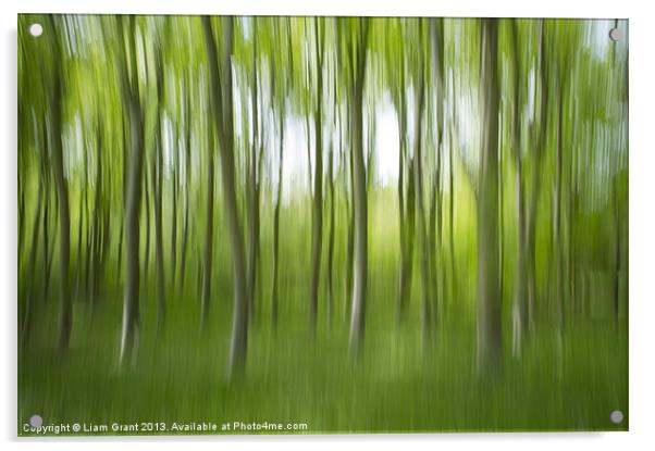 Abstract of Beech trees (Fagus sylvatica), Norfolk Acrylic by Liam Grant