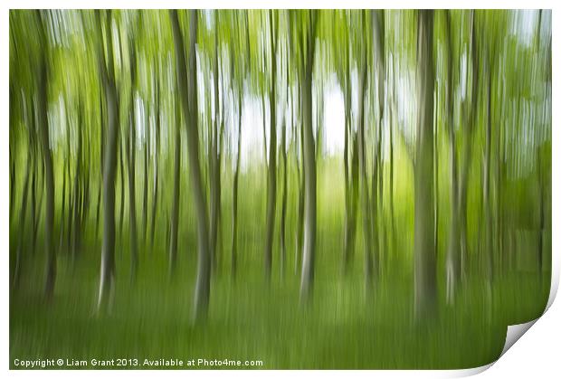 Abstract of Beech trees (Fagus sylvatica), Norfolk Print by Liam Grant