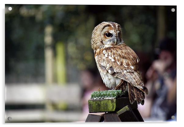 Tawny Owl Acrylic by Helen Bartlett