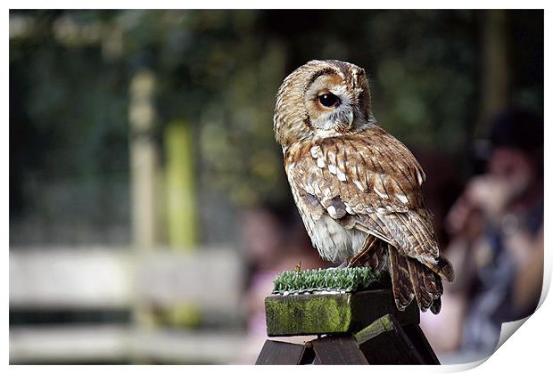 Tawny Owl Print by Helen Bartlett
