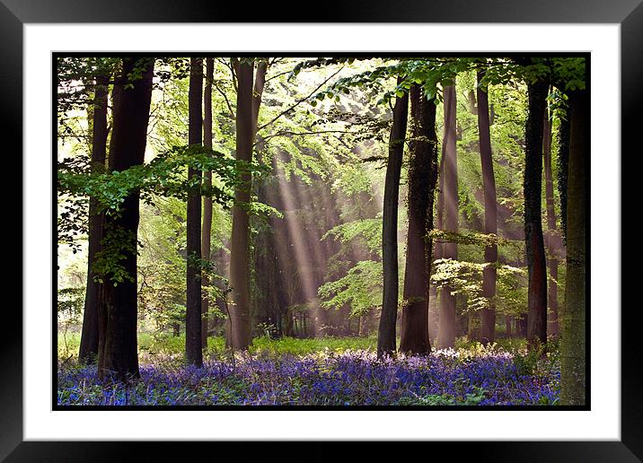 Bluebells with Sunbeams Framed Mounted Print by Sandra Thompson