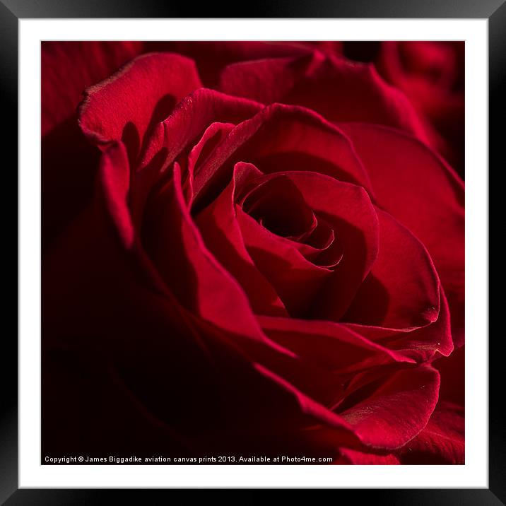 Red Rose Framed Mounted Print by J Biggadike
