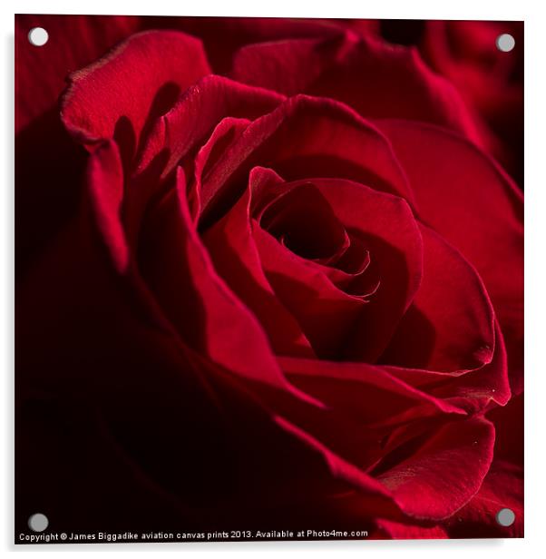 Red Rose Acrylic by J Biggadike
