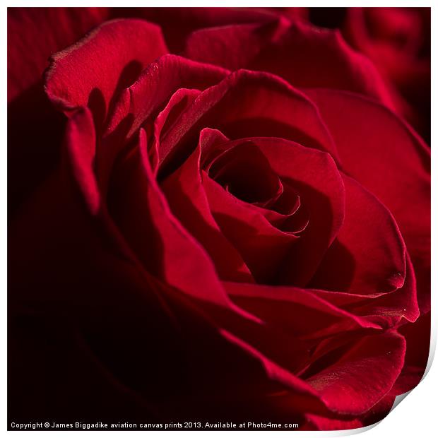 Red Rose Print by J Biggadike