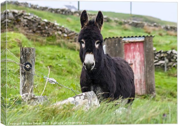 doolin donkey Canvas Print by Brian O'Dwyer