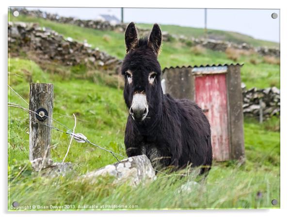doolin donkey Acrylic by Brian O'Dwyer