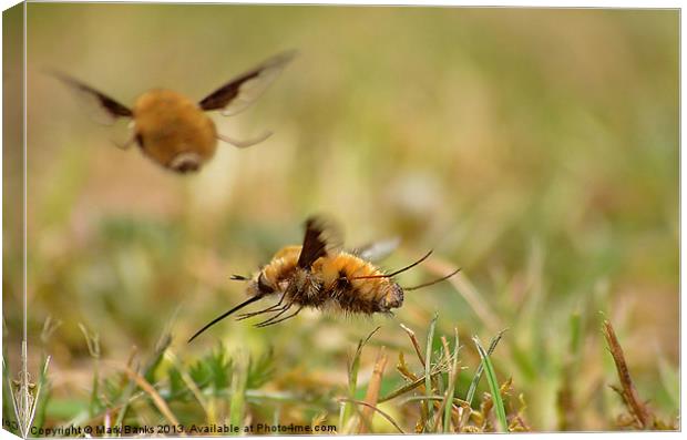 Beeflys Canvas Print by Mark  F Banks