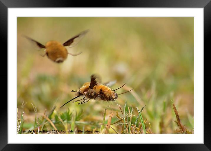 Beeflys Framed Mounted Print by Mark  F Banks