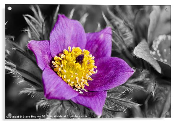Spring flower at RHS Wisley Acrylic by Steve Hughes