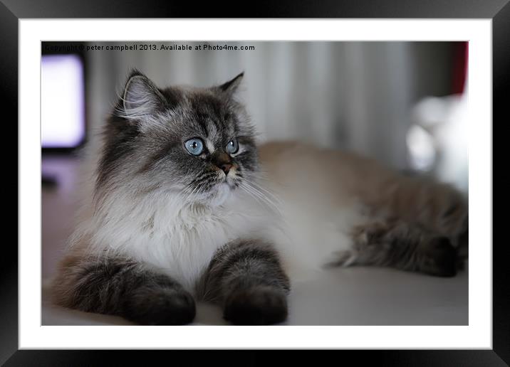 Kitty Framed Mounted Print by peter campbell