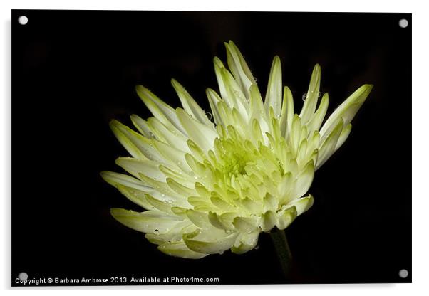 Chrysanthemum Acrylic by Barbara Ambrose