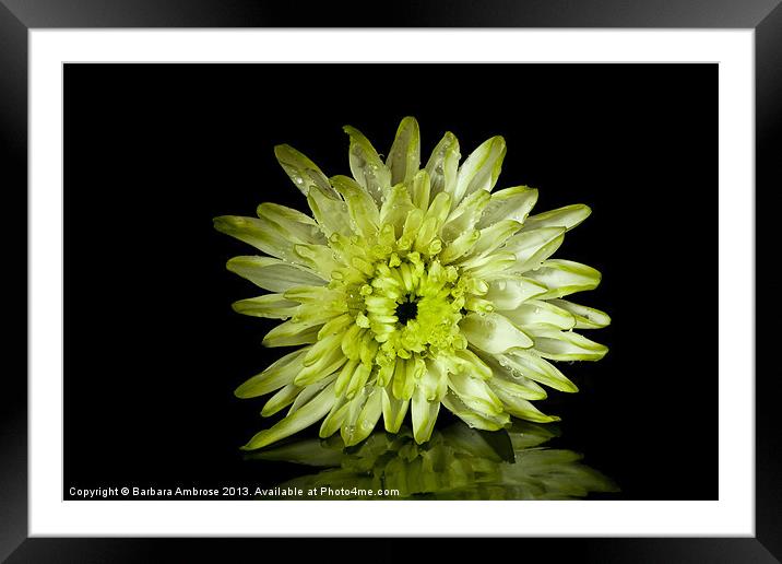 floral reflections Framed Mounted Print by Barbara Ambrose