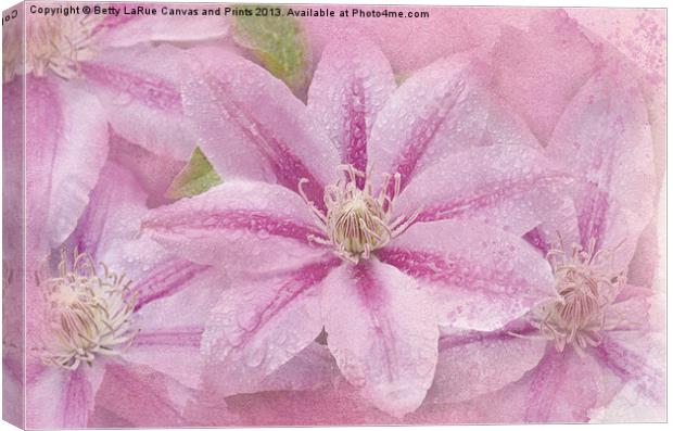 Pink Clematis Profusion Canvas Print by Betty LaRue