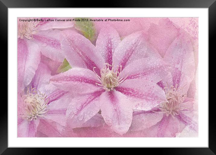 Pink Clematis Profusion Framed Mounted Print by Betty LaRue