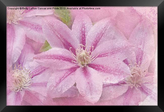 Pink Clematis Profusion Framed Print by Betty LaRue