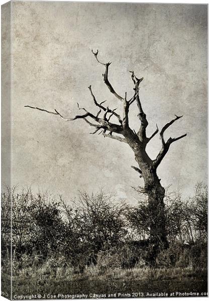 Old Tree Canvas Print by Julie Coe