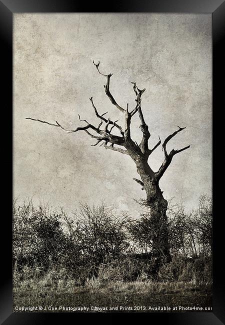 Old Tree Framed Print by Julie Coe