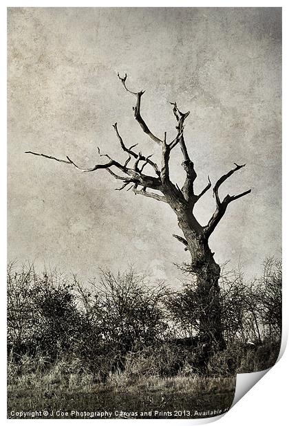 Old Tree Print by Julie Coe