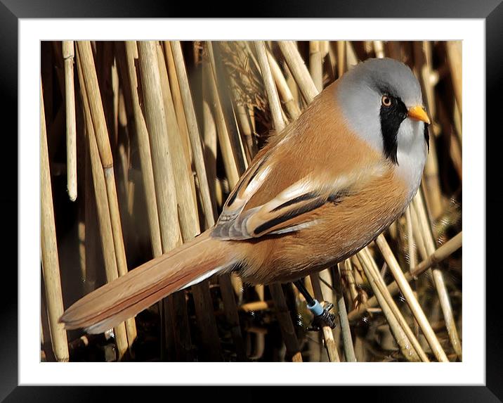 Bearded Tit Framed Mounted Print by Mark Lee