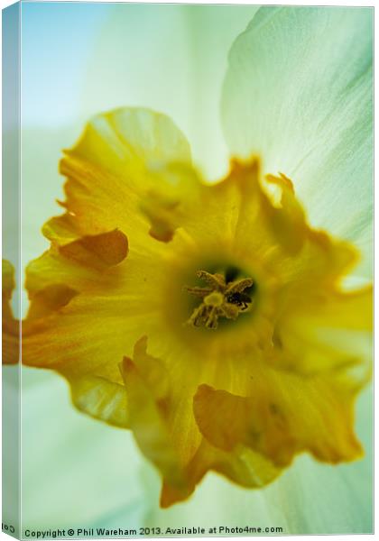 Narcissus Canvas Print by Phil Wareham
