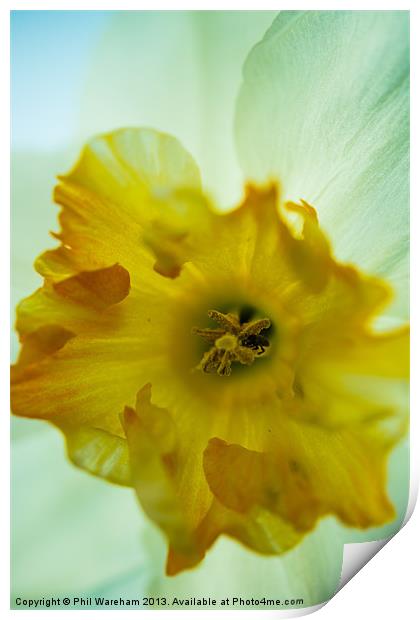 Narcissus Print by Phil Wareham