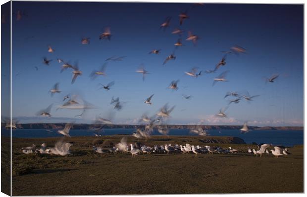 Gulls at Feeding Time Canvas Print by lee wilce