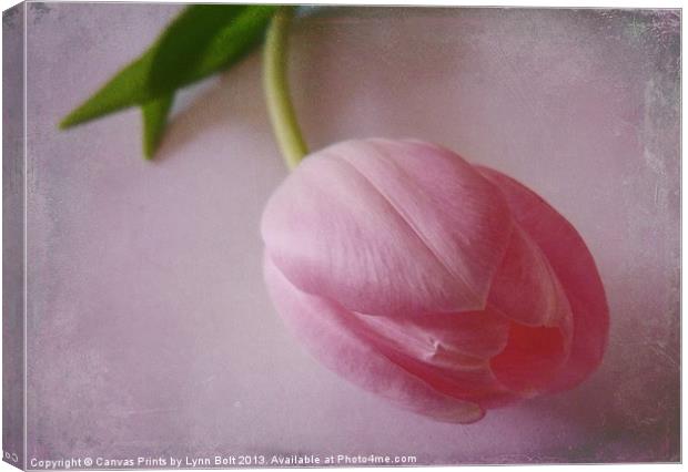 Pink Tulip Canvas Print by Lynn Bolt