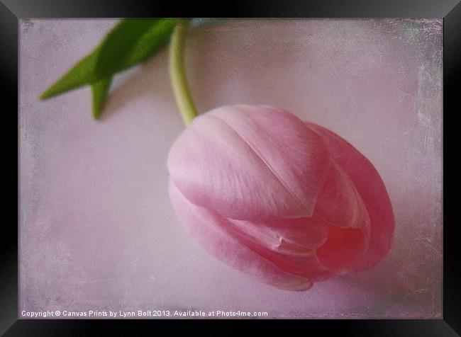 Pink Tulip Framed Print by Lynn Bolt