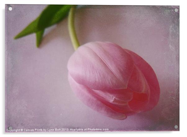 Pink Tulip Acrylic by Lynn Bolt