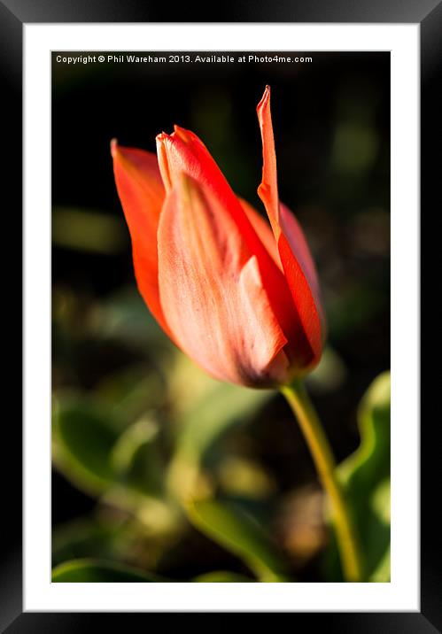 Tulip Framed Mounted Print by Phil Wareham