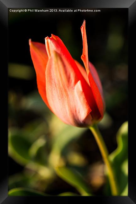 Tulip Framed Print by Phil Wareham