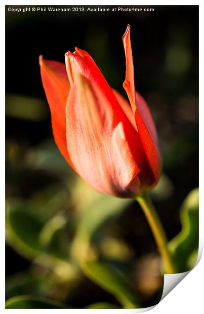 Tulip Print by Phil Wareham